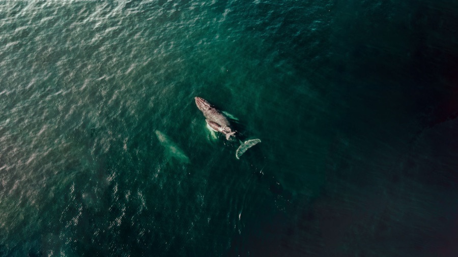 A whale and calf off the coast of Quivira, Los Cabos